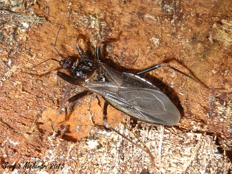 Reduvius personatus (Reduvidae) della Romagna (RA)